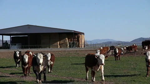 Cattle Moving Toward Camera Video stock 4187119