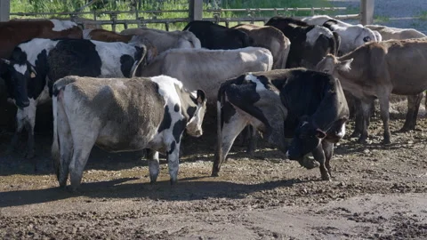 Cattle Mud Stall Stock Footage 299552120
