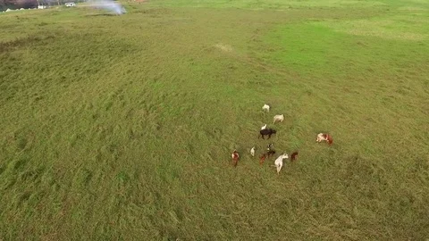 Cattle in the Nyong river plain Stock Footage 80975103