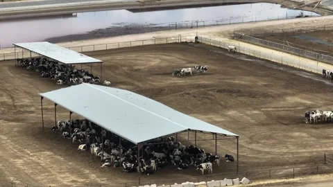 Cattle in open air free stall barn at fe... | Stock Video | Pond5