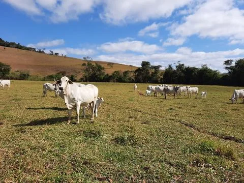 Cattle in the open field Stock Photos