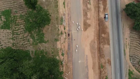 Cattle Open Grazing Stock Footage 155335009