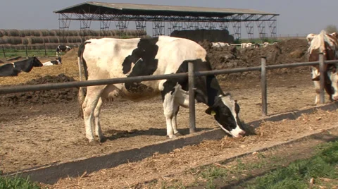 Cattle in open stable Stock Footage 39671648
