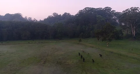 Cattle in paddock, Byron Bay, Australia Stock Footage 121860105