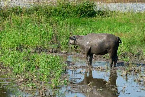 Cattle in a paddy field Foto stock