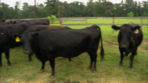Cattle pan left Stock Footage 253580345