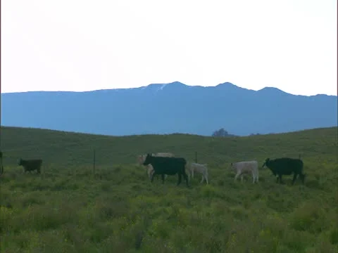 Cattle on Parker Ranch 스톡 동영상 22243174