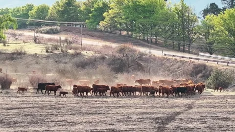 Cattle Producers Stock Videos – Royalty-Free HD & 4K Videos