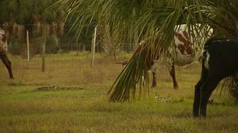 Cattle in pasture Video stock 8535183