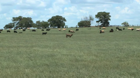 Cattle in Pasture Видео 39294430