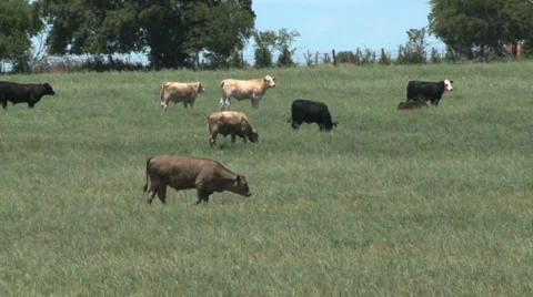 Cattle in Pasture 库存影片 39294468