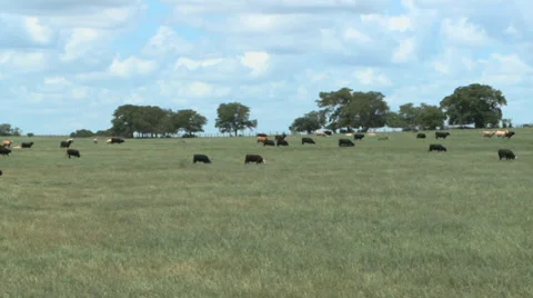 Cattle in Pasture Stock Footage 39294511
