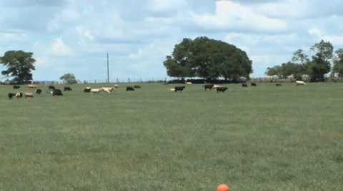 Cattle in Pasture Видео 39294729