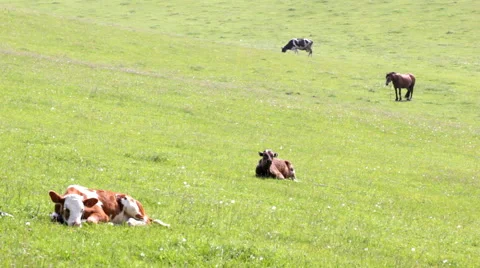Cattle on pasture Stock Footage 50868992