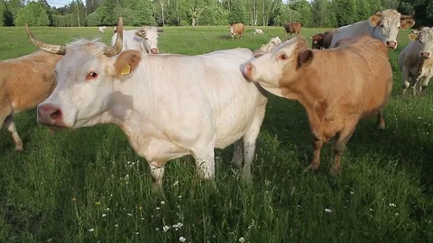 Cattle in the pasture Stock Footage 80240853