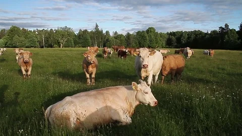 Cattle in the pasture Stock Footage 80242225