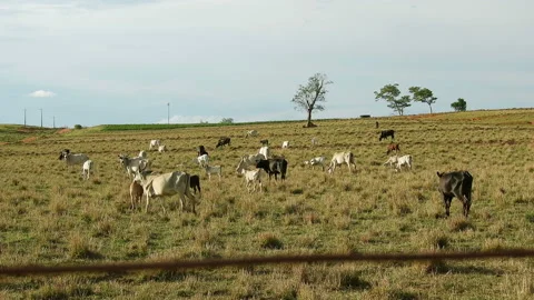 Cattle on pasture Stock Footage 139903267