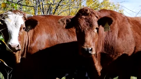 Cattle on Pasture Stock Footage 153240073