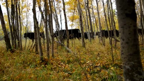 Cattle on Pasture Stock Footage 153240464