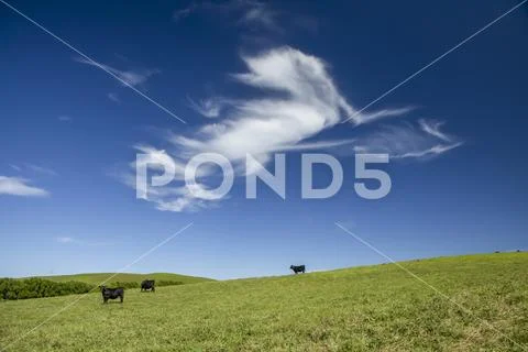 Cattle on pasture land at Parker Ranch on Kohala Mountain Stock Photos