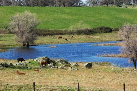 Cattle in a pasture Stock Photos