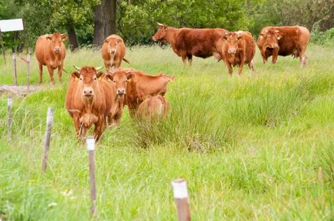 Cattle on the pasture Stock Photos