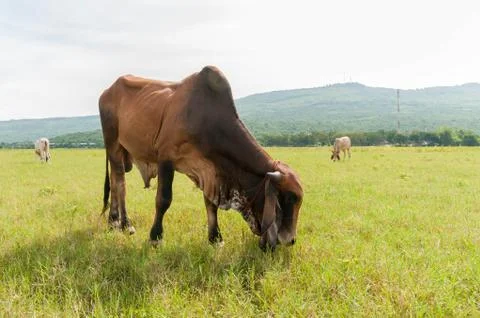Cattle in pasture Stock Photos