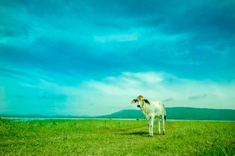 Cattle in pasture Stock Photos