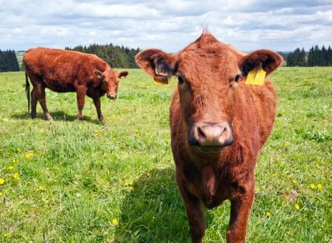 Cattle on pasture Foto stock