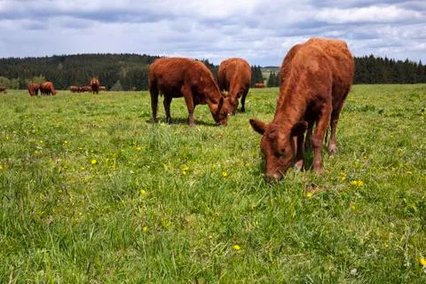 Cattle on pasture Foto stock