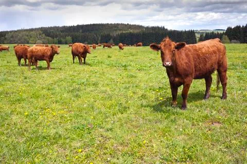 Cattle on pasture Stock Photos