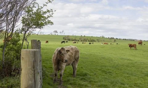 Cattle in a pasture Stock Photos