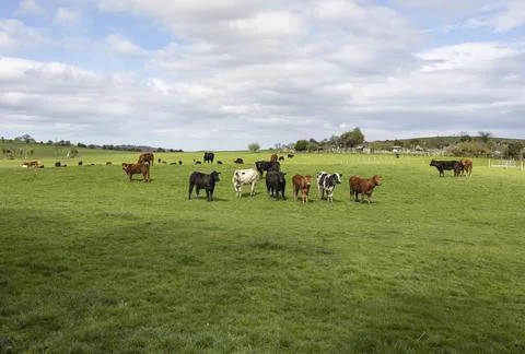 Cattle in a pasture Stock Photos