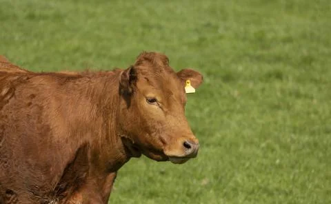 Cattle in a pasture Foto stock