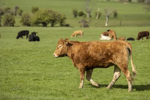 Cattle in a pasture Stock Photos