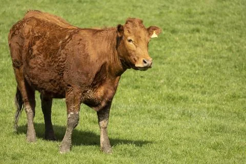 Cattle in a pasture Foto stock