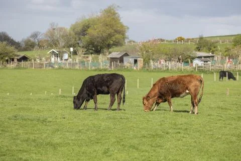 Cattle in a pasture Foto stock