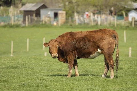 Cattle in a pasture Stock Photos