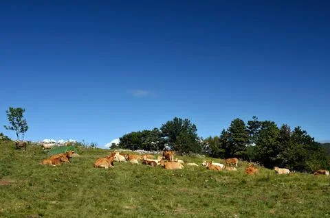 Cattle on the pasture Stock Photos