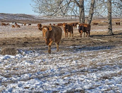 Cattle in a Pasture in Winter Stock Photos
