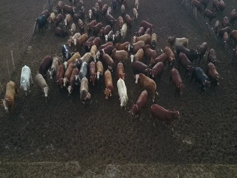 Cattle Pen Drone Stockbeeldmateriaal 81983791