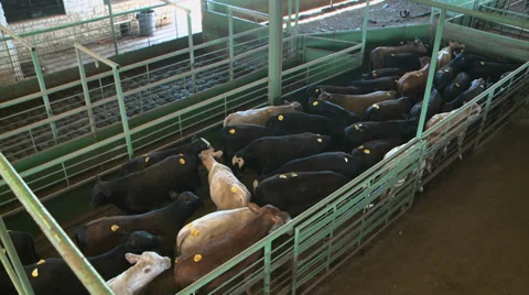 Cattle in Pen Stock Footage 39295281