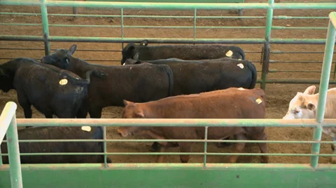 Cattle in Pen Vidéo 39295731