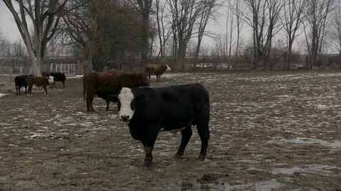 Cattle in pen in Winter Mid West Farm Stock Footage 89945164