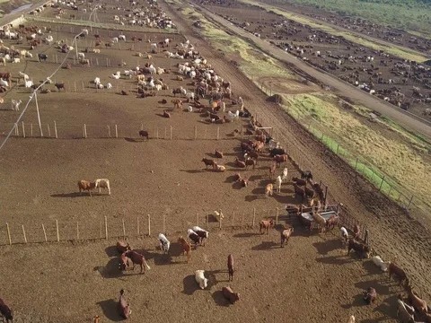 Cattle Pens  Vídeo Stock 81985784