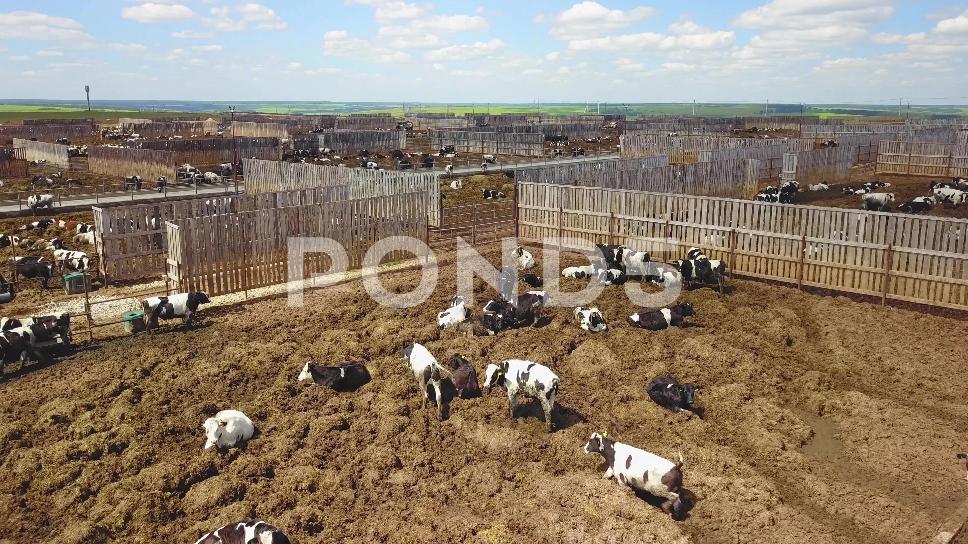 Cattle pens in a large cow farm, Stock Video