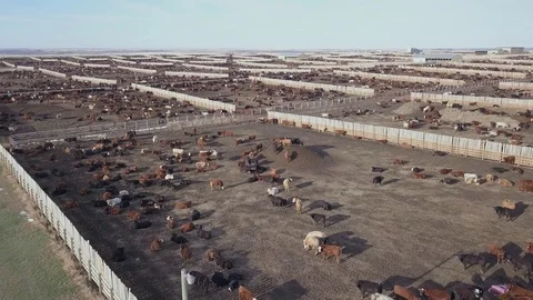 Cattle pens in a large feedlot Stock Footage 107361158