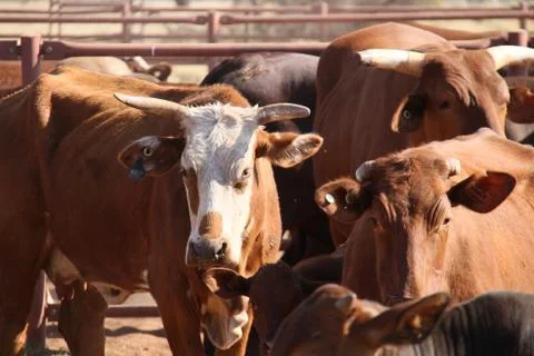 Cattle Stock Photos