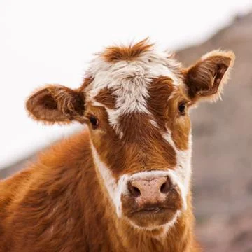 Cattle Stock Photos