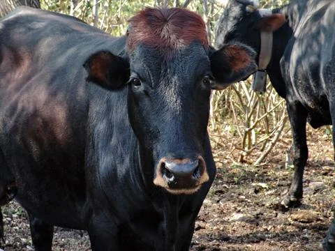 Cattle Фото